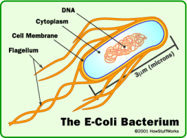 E.-Coli