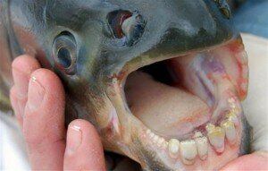 pacu-foto-del-piranha-mangia-testicoli