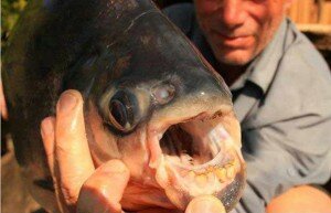 pacu_pesce1